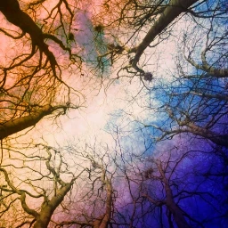 waplookup trees lookup sky colourful