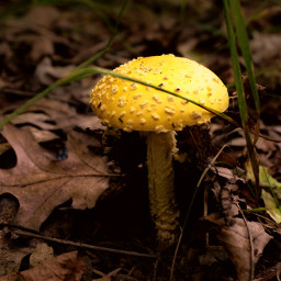 photography mushrooms yellow colorful